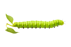 Swallowtail caterpillar isolated on a transparent background png