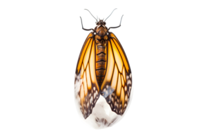 mariposa capullo colgando aislado en un transparente antecedentes png