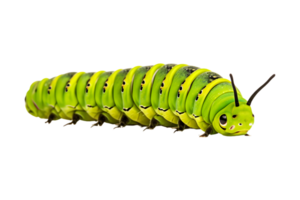 Swallowtail caterpillar isolated on a transparent background png