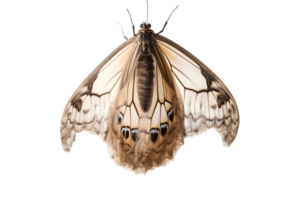 Butterfly cocoon hanging isolated on a transparent background png