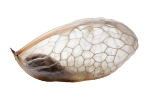 Butterfly cocoon hanging isolated on a transparent background png