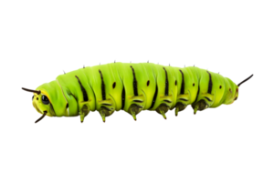 Swallowtail caterpillar isolated on a transparent background png