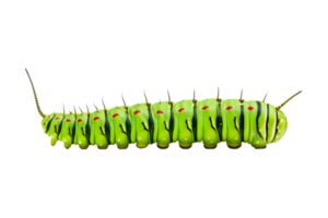 Swallowtail caterpillar isolated on a transparent background png