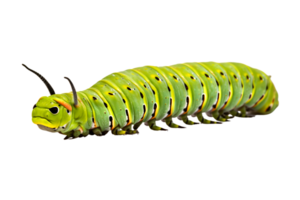 machaon chenille isolé sur une transparent Contexte png