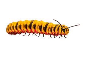 makaonfjäril larv isolerat på en transparent bakgrund png