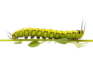 rabo de andorinha lagarta isolado em uma transparente fundo png