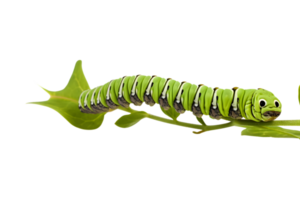 Swallowtail caterpillar isolated on a transparent background png