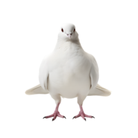 white dove front view isolated on a transparent background png