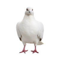 white dove front view isolated on a transparent background png