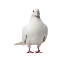 white dove front view isolated on a transparent background png