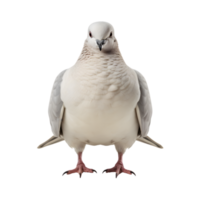 white dove front view isolated on a transparent background png