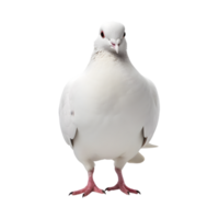 white dove front view isolated on a transparent background png