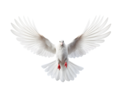 wit duif vliegend vrij met Open Vleugels, voorkant visie geïsoleerd Aan een transparant achtergrond png
