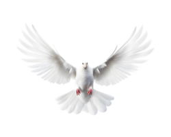 bianca colomba volante gratuito con Aperto Ali, davanti Visualizza isolato su un' trasparente sfondo png