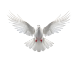 white dove flying free with open wings, front view isolated on a transparent background png