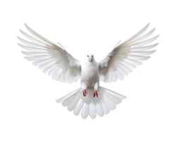 blanco paloma volador gratis con abierto alas, frente ver aislado en un transparente antecedentes png