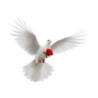 a white dove flies free carrying a rose isolated on a transparent background png