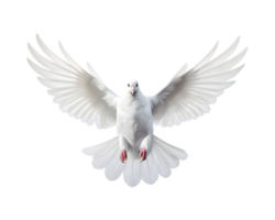 wit duif vliegend vrij met Open Vleugels, voorkant visie geïsoleerd Aan een transparant achtergrond png