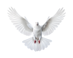 branco pomba vôo livre com aberto asas frente Visão isolado em uma transparente fundo png