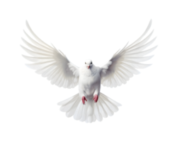 white dove flying free with open wings, front view isolated on a transparent background png