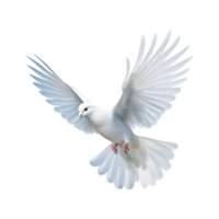 Weiß Taube fliegend mit Flügel breit öffnen isoliert auf ein transparent Hintergrund png