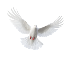 branco pomba vôo com asas Largo aberto isolado em uma transparente fundo png