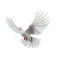 white dove flying with wings wide open isolated on a transparent background png