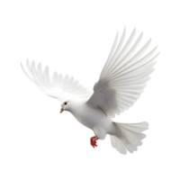 Weiß Taube fliegend mit Flügel breit öffnen isoliert auf ein transparent Hintergrund png