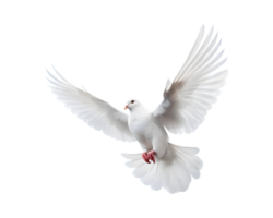 blanco paloma volador con alas amplio abierto aislado en un transparente antecedentes png