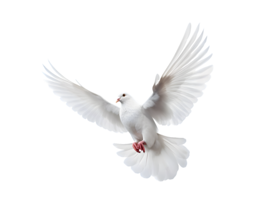 White Dove PNGs for Free Download