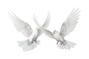 Two white doves are flying isolated on a transparent background png