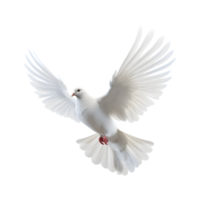 white dove flying with wings wide open isolated on a transparent background png