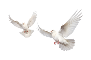 Two white doves are flying isolated on a transparent background png