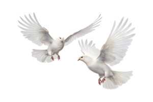 twee wit duiven zijn vliegend geïsoleerd Aan een transparant achtergrond png