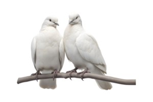 A pair of white doves are making love while sitting on a tree branch png