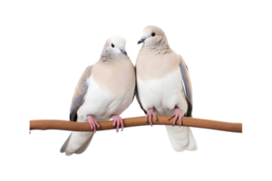 A pair of white doves are making love while sitting on a tree branch png