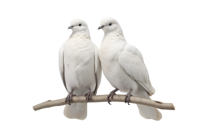 A pair of white doves are making love while sitting on a tree branch png