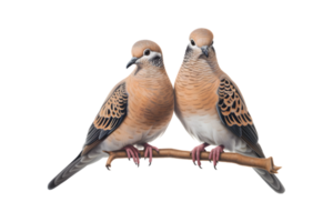 A pair of white doves are making love while sitting on a tree branch png