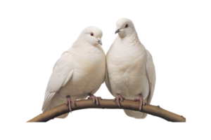 A pair of white doves are making love while sitting on a tree branch png