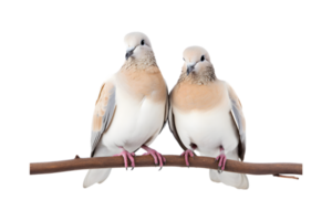 A pair of white doves are making love while sitting on a tree branch png