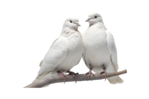 A pair of white doves are making love while sitting on a tree branch png