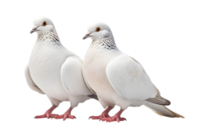 A pair of white doves are making love while sitting isolated on a transparent background png