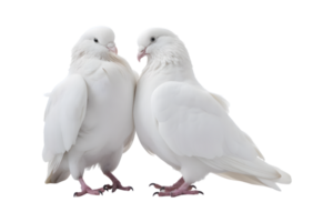 A pair of white doves are making love while sitting isolated on a transparent background png