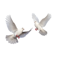 Two white doves are flying isolated on a transparent background png