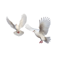 deux blanc colombes sont en volant isolé sur une transparent Contexte png