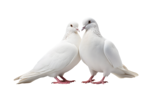 A pair of white doves are making love while sitting isolated on a transparent background png