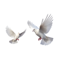 Two white doves are flying isolated on a transparent background png