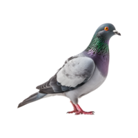 plein corps de une courses pigeon, côté vue isolé sur une transparent Contexte png