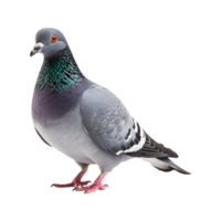 plein corps de une courses pigeon, côté vue isolé sur une transparent Contexte png