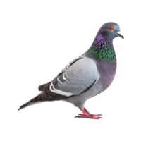 plein corps de une courses pigeon, côté vue isolé sur une transparent Contexte png